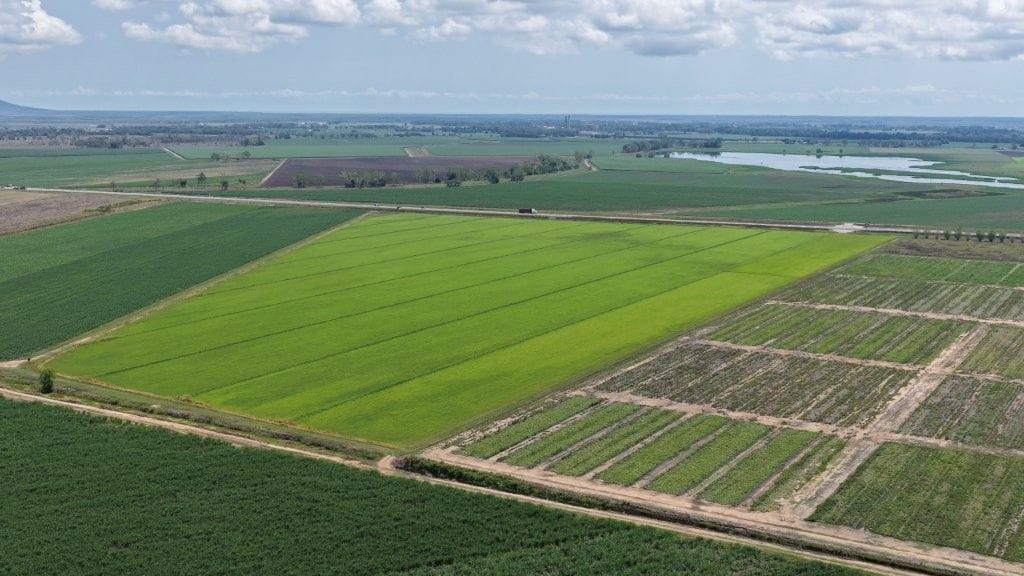 Haughton Hay Farm, Giru