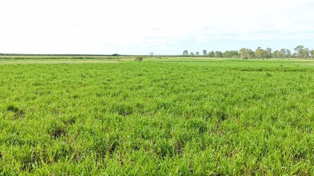 Farming property, Giru