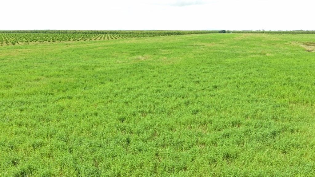Farming property, Giru