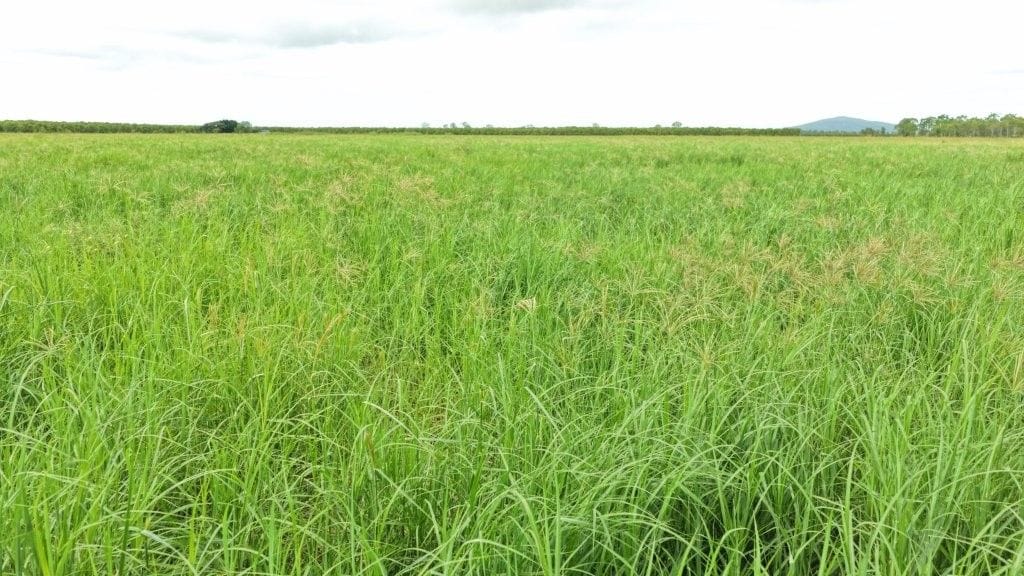 Farming property, Giru