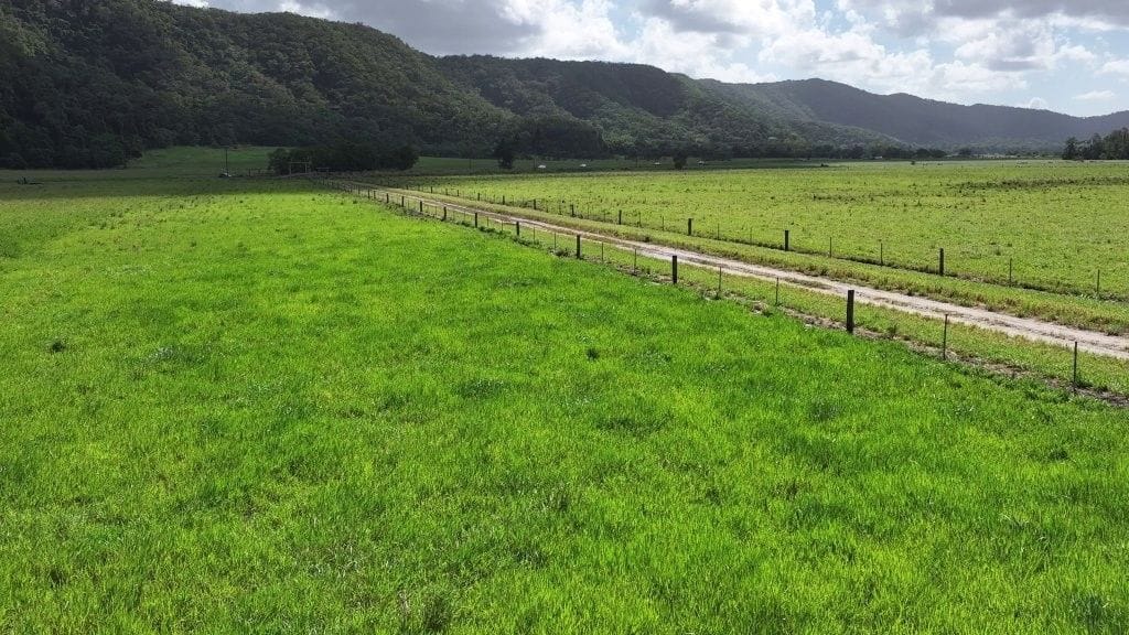 Lower Daintree Aggregation, via Mossman Nth Qld