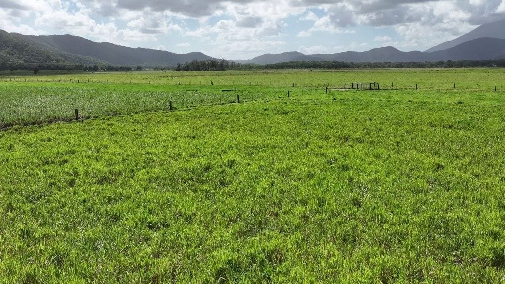 Lower Daintree Aggregation, via Mossman Nth Qld