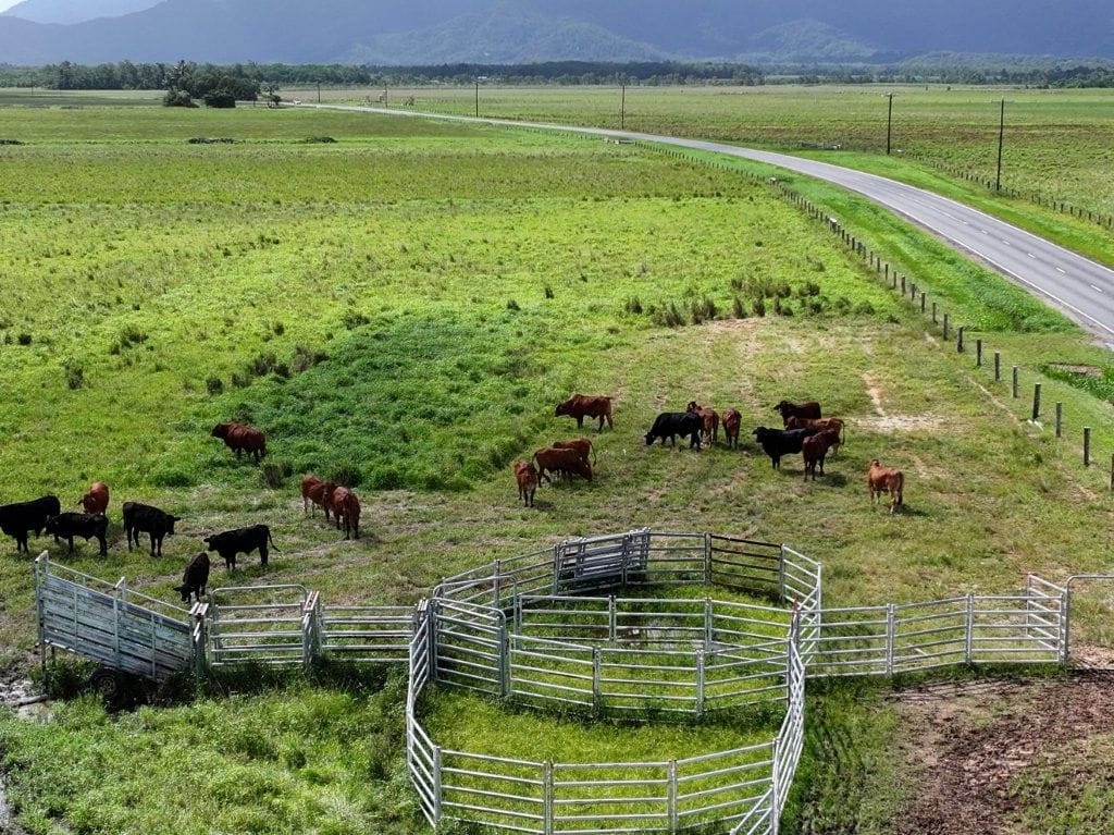 Lower Daintree Aggregation, via Mossman Nth Qld