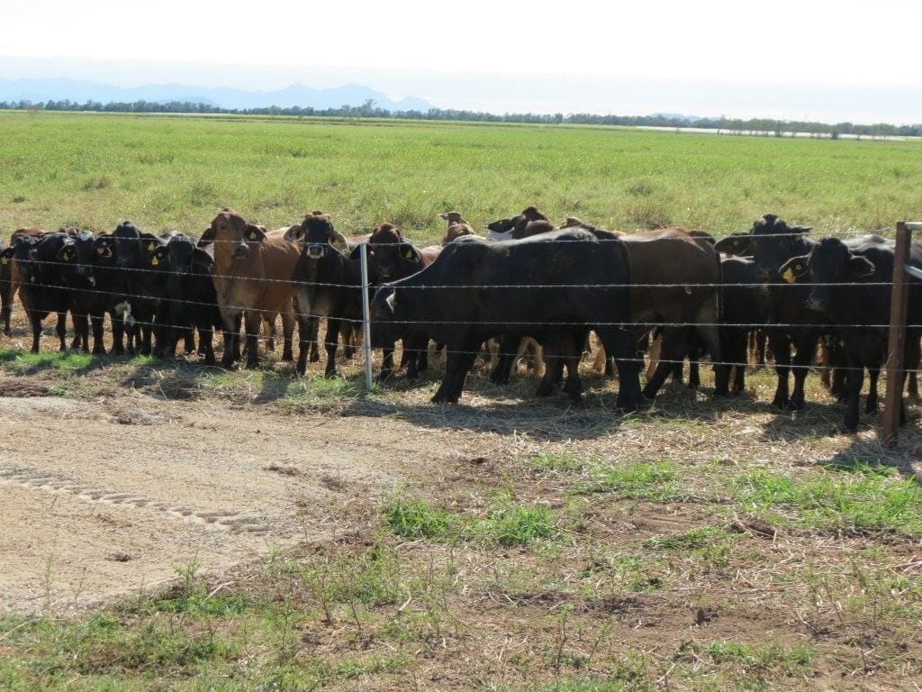 Riverlands Grazing, via Ingham