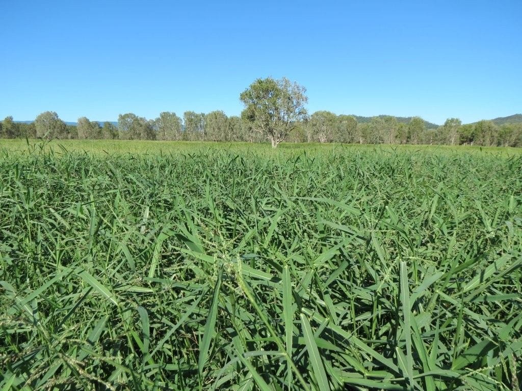 Riverlands Grazing, via Ingham