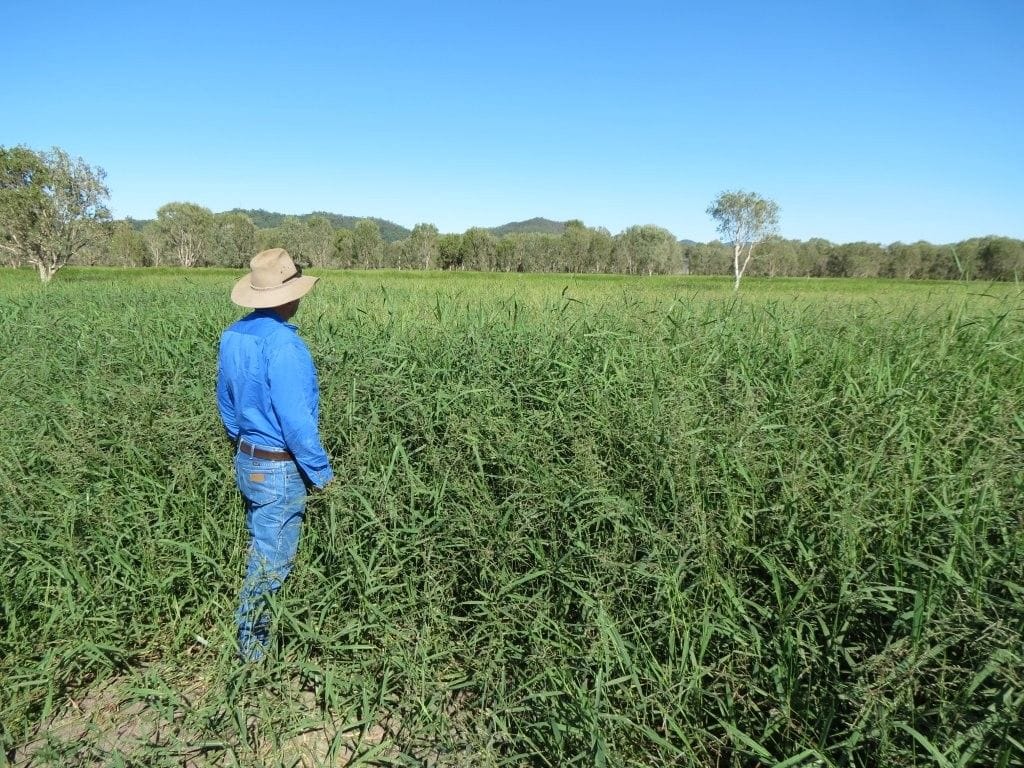 Riverlands Grazing, via Ingham