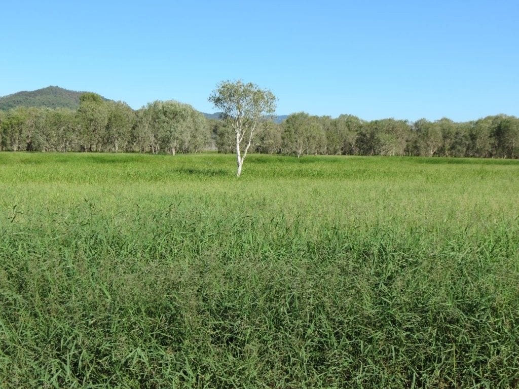 Riverlands Grazing, via Ingham