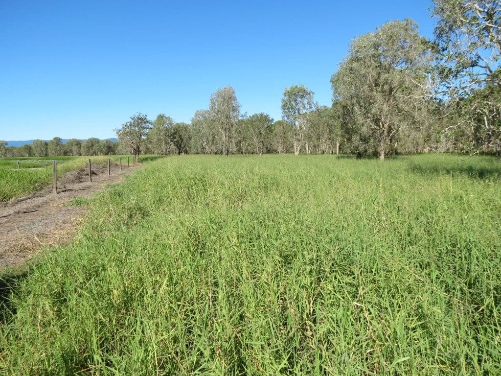 Riverlands Grazing, via Ingham