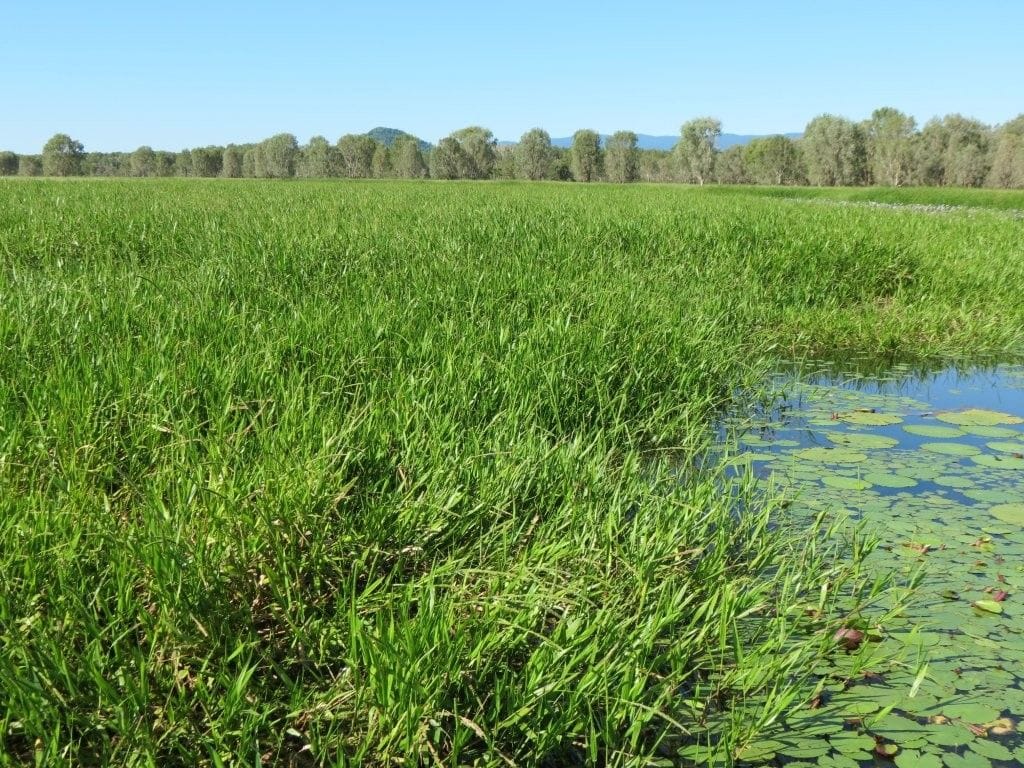 Riverlands Grazing, via Ingham