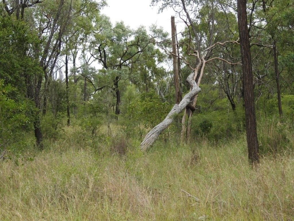 Cape River, Pentland