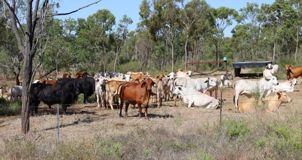Bumbleginny, Charters Towers