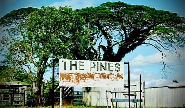 The Pines, Julatten