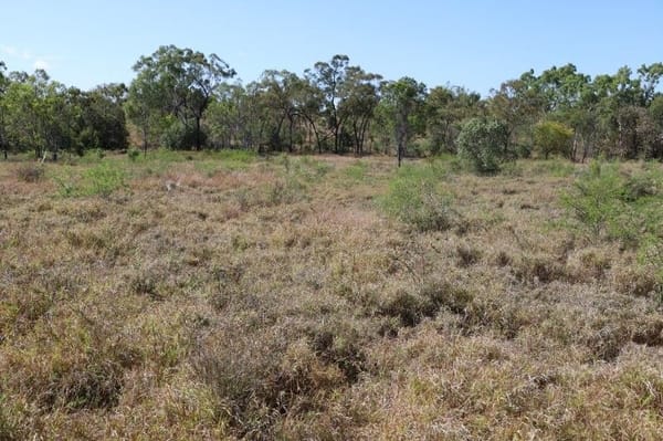 Bumbleginny, Charters Towers