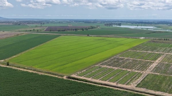 Haughton Hay Farm, Giru