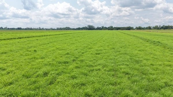 Haughton Hay Farm, Giru