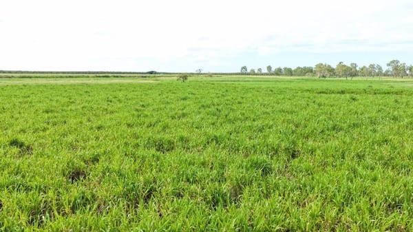 Farming property, Giru