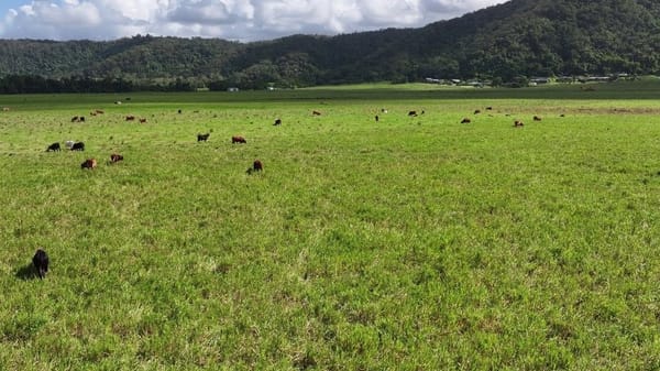 Lower Daintree Aggregation, via Mossman Nth Qld