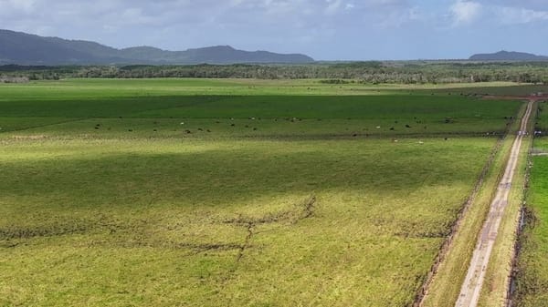 Lower Daintree Aggregation, via Mossman Nth Qld