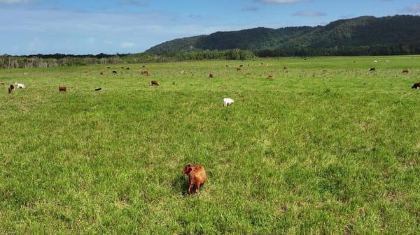Lower Daintree Aggregation, via Mossman Nth Qld