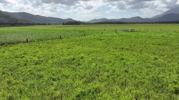 Lower Daintree Aggregation, via Mossman Nth Qld