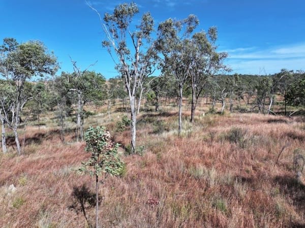 Vanlee Station, Mount Surprise