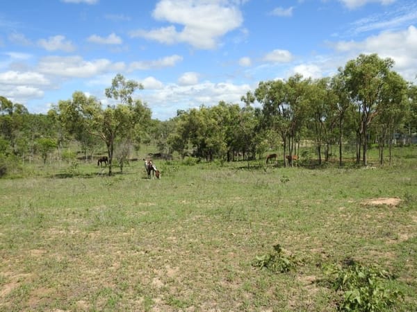 Flinders Highway, Breddan