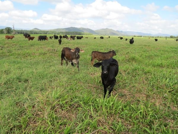 Riverlands Grazing, via Ingham