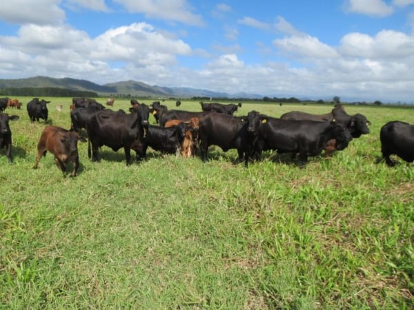 Riverlands Grazing, via Ingham