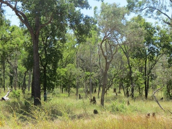 Vanlee Station, Mount Surprise