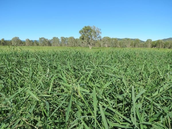 Riverlands Grazing, via Ingham