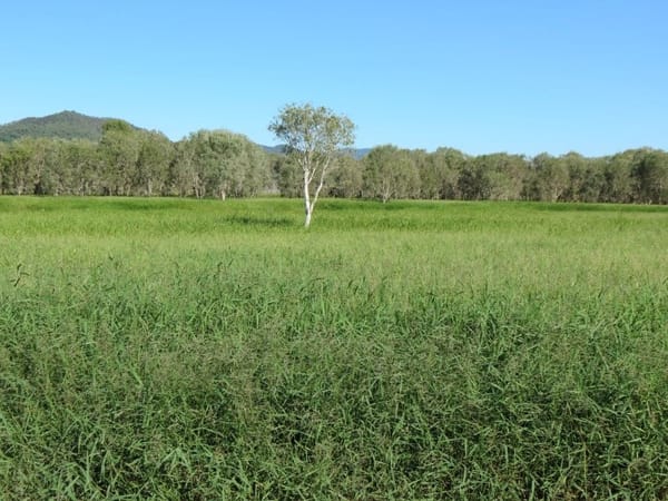 Riverlands Grazing, via Ingham