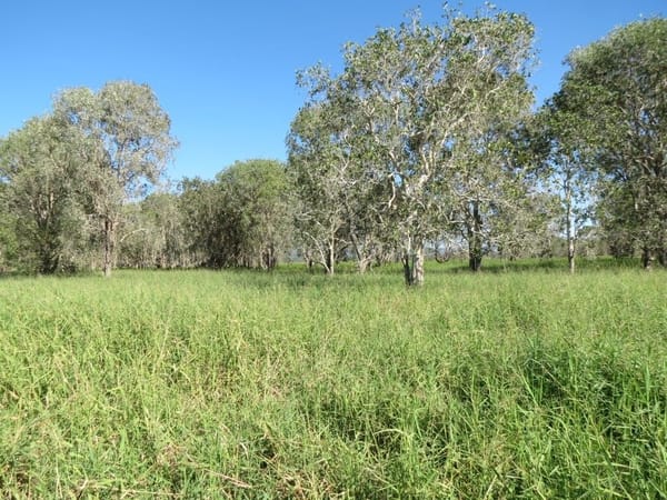 Riverlands Grazing, via Ingham