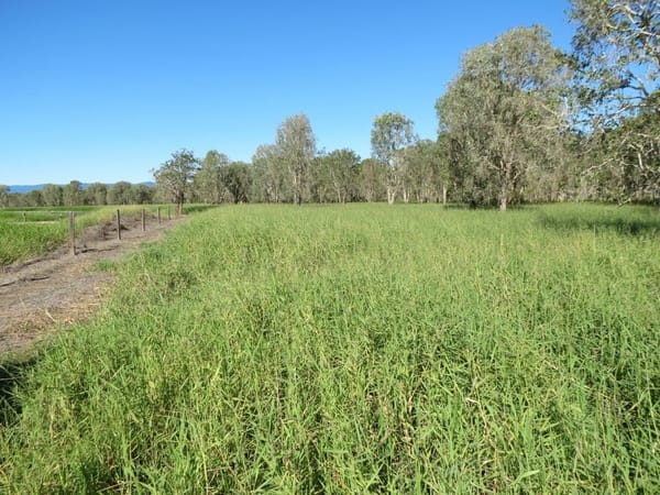 Riverlands Grazing, via Ingham