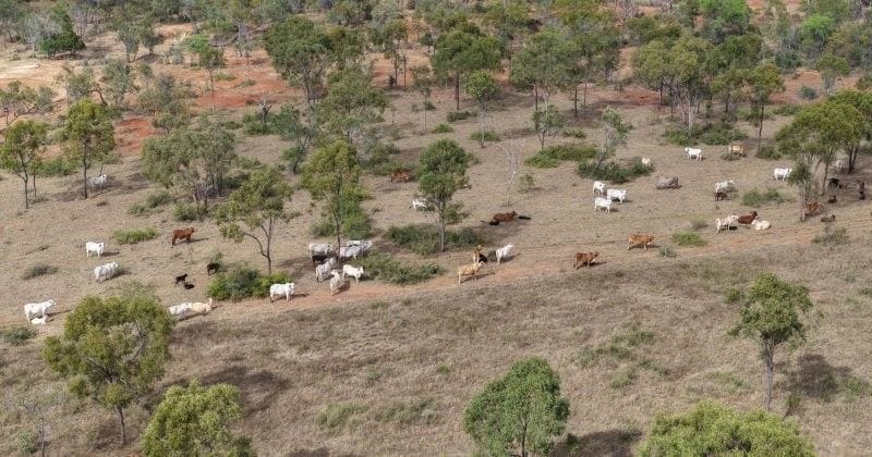 Bumbleginny, Charters Towers
