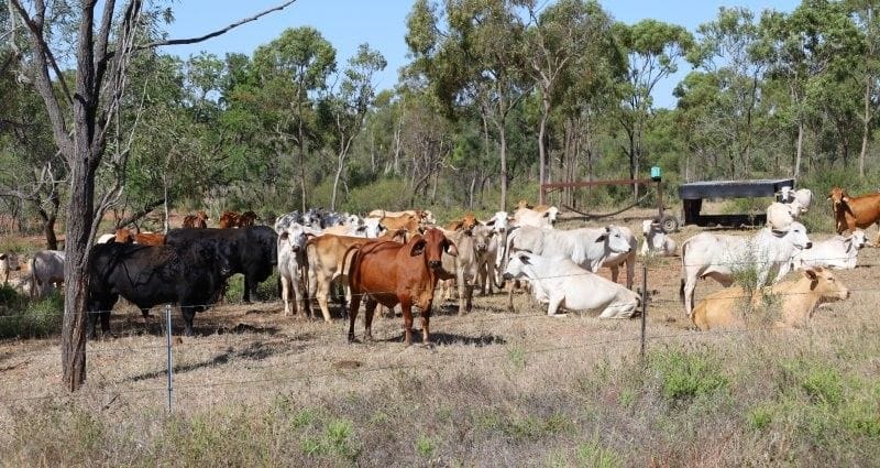 Bumbleginny, Charters Towers