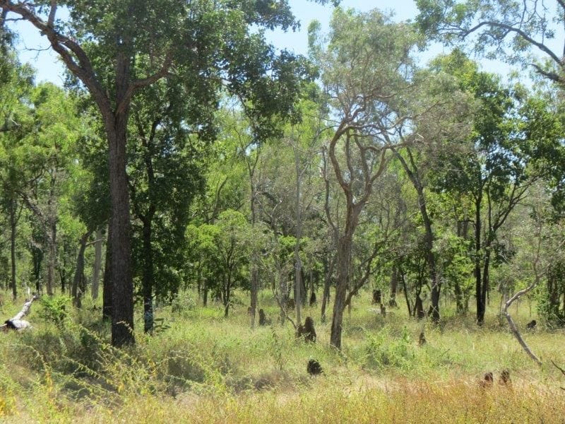 Vanlee Station, Mount Surprise