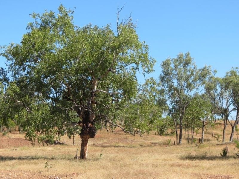 Vanlee Station, Mount Surprise