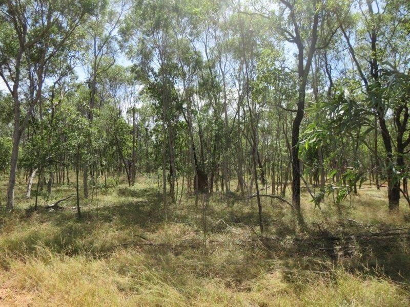 Vanlee Station, Mount Surprise
