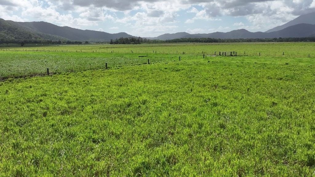 Lower Daintree Aggregation, via Mossman Nth Qld
