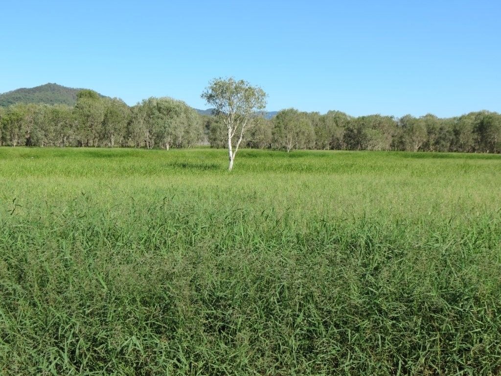 Riverlands Grazing, via Ingham