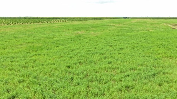 Farming property, Giru