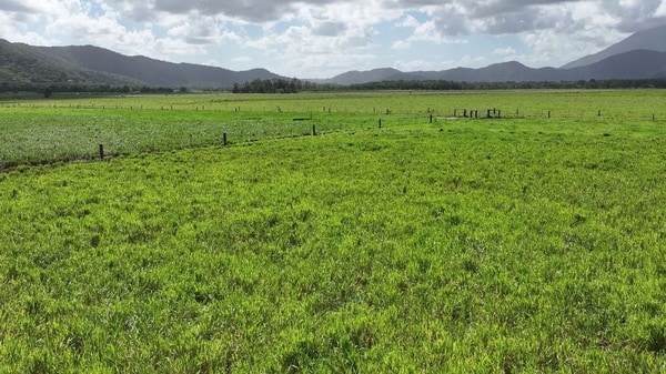 Lower Daintree Aggregation, via Mossman Nth Qld