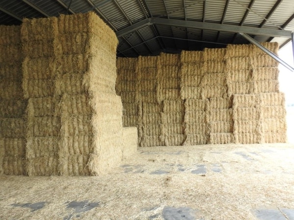 Haughton Hay Farm, Giru