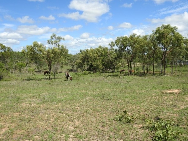 Flinders Highway, Breddan