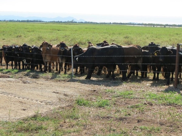 Riverlands Grazing, via Ingham