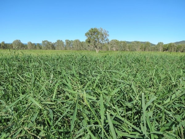 Riverlands Grazing, via Ingham