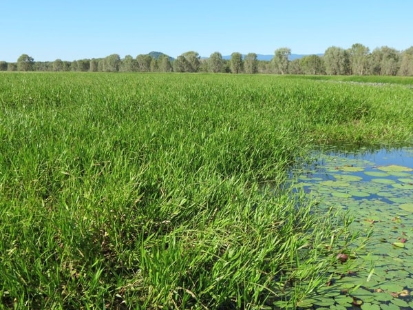 Riverlands Grazing, via Ingham