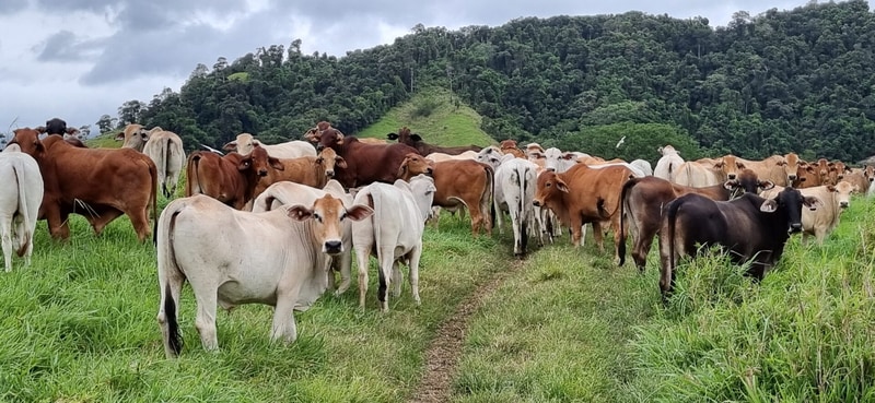North Queensland Grazing Properties For Sale